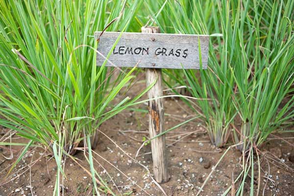 Lemon Grass