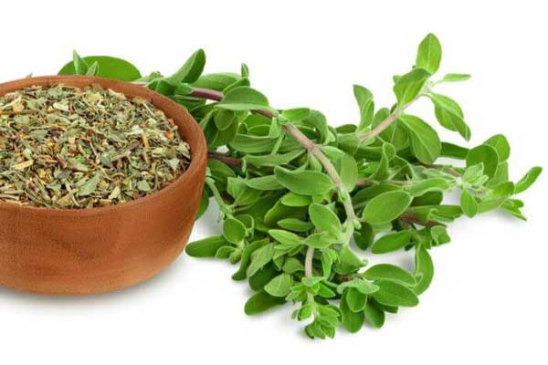 Marjoram