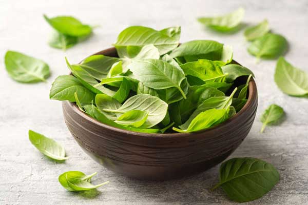 Basil