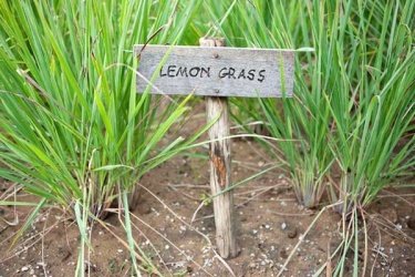Lemon Grass